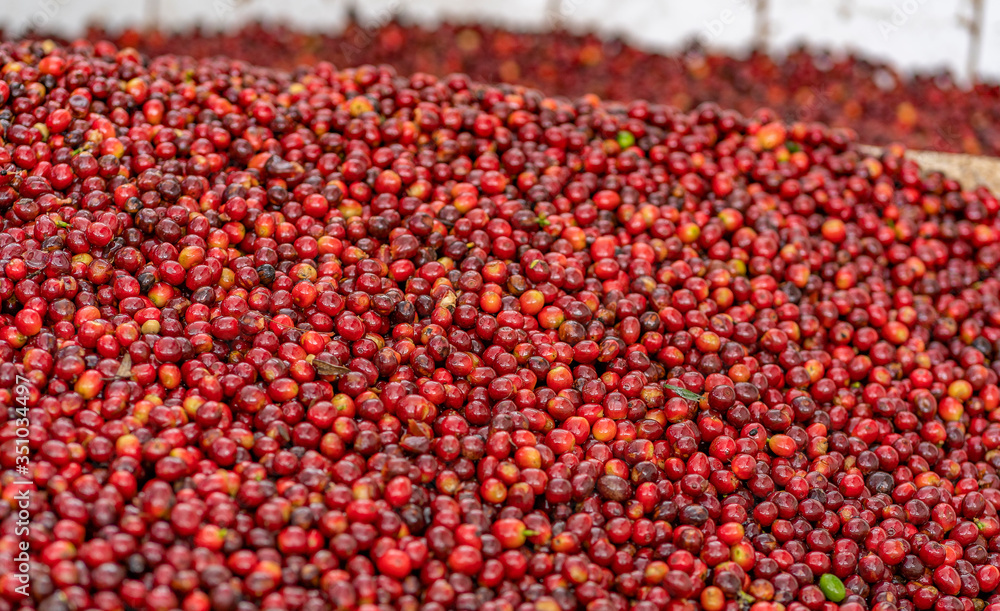 Close up of hundreds of red coffee beans Close up of hundreds of red coffee beans