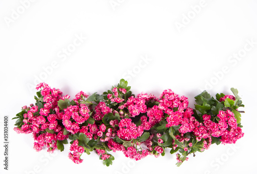 Midland hawthorn (Crataegus laevigata) branch with blossoms on a white background with text space