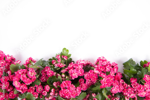 Midland hawthorn (Crataegus laevigata) branch with blossoms on a white background with text space