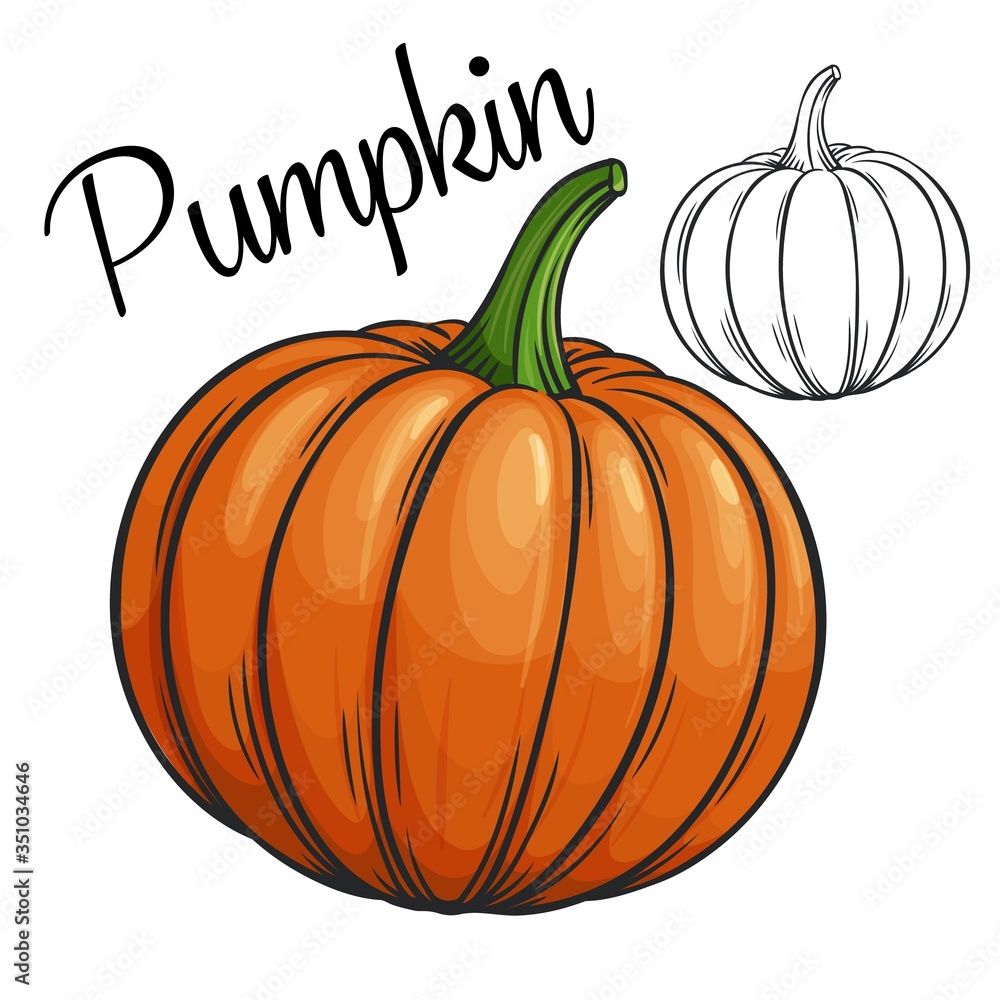 Pumpkin vector drawing icon Pumpkin vector drawing icon