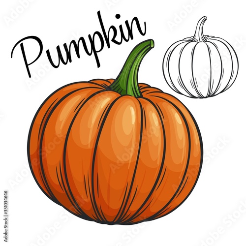 Pumpkin vector drawing icon