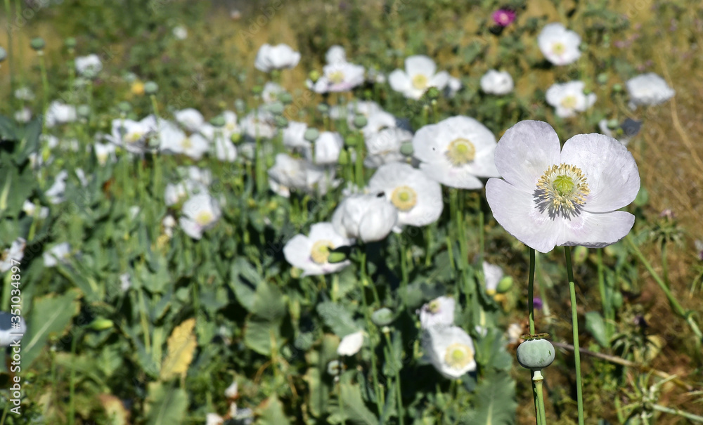 White poppies in the field with selective focus
