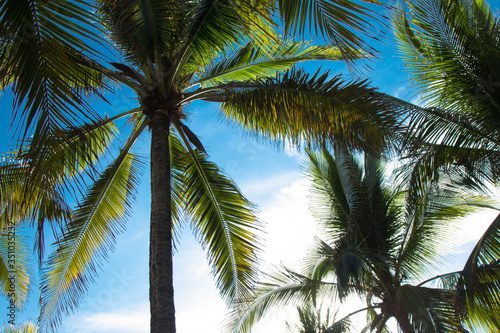 coconut palm trees on blue sky © FrediRomero