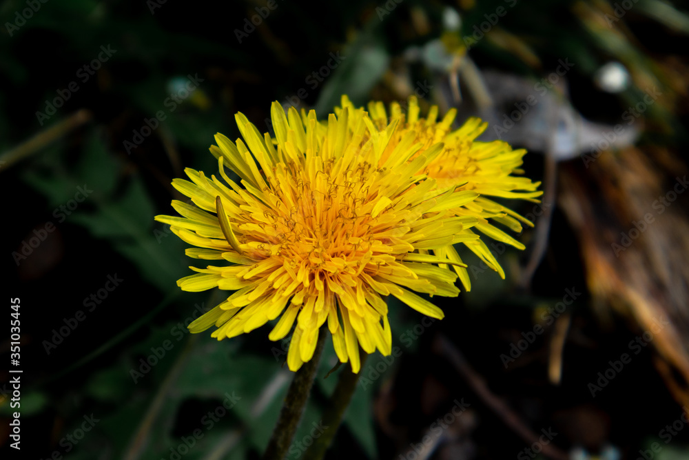 Dandelion blossom in green grass on the field. Spring time concept with blooming dandelion. Dandelion blossom in green grass on the field. Spring time concept with blooming dandelion.