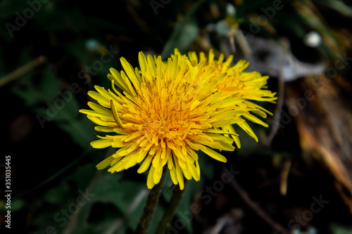 Dandelion blossom in green grass on the field. Spring time concept with blooming dandelion.