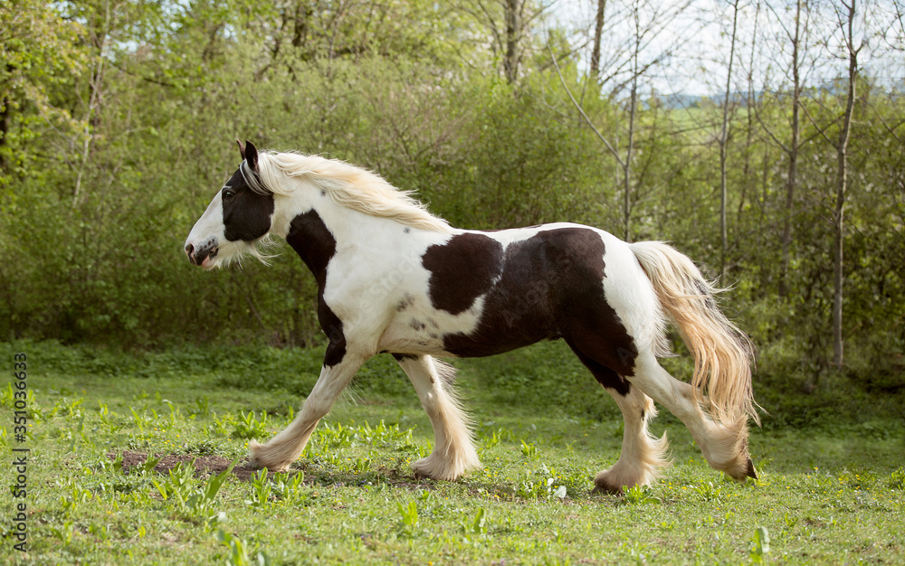 black and white Irish cob stallion with blue eye gallops through meadow