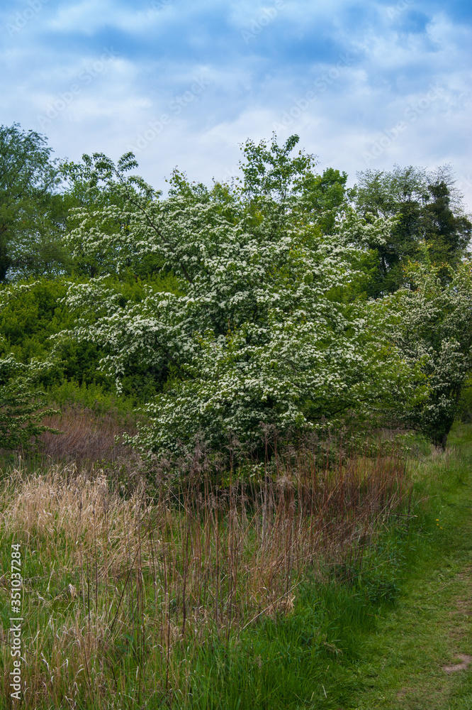 Crataegus monogyna, known as common or oneseed hawthorn