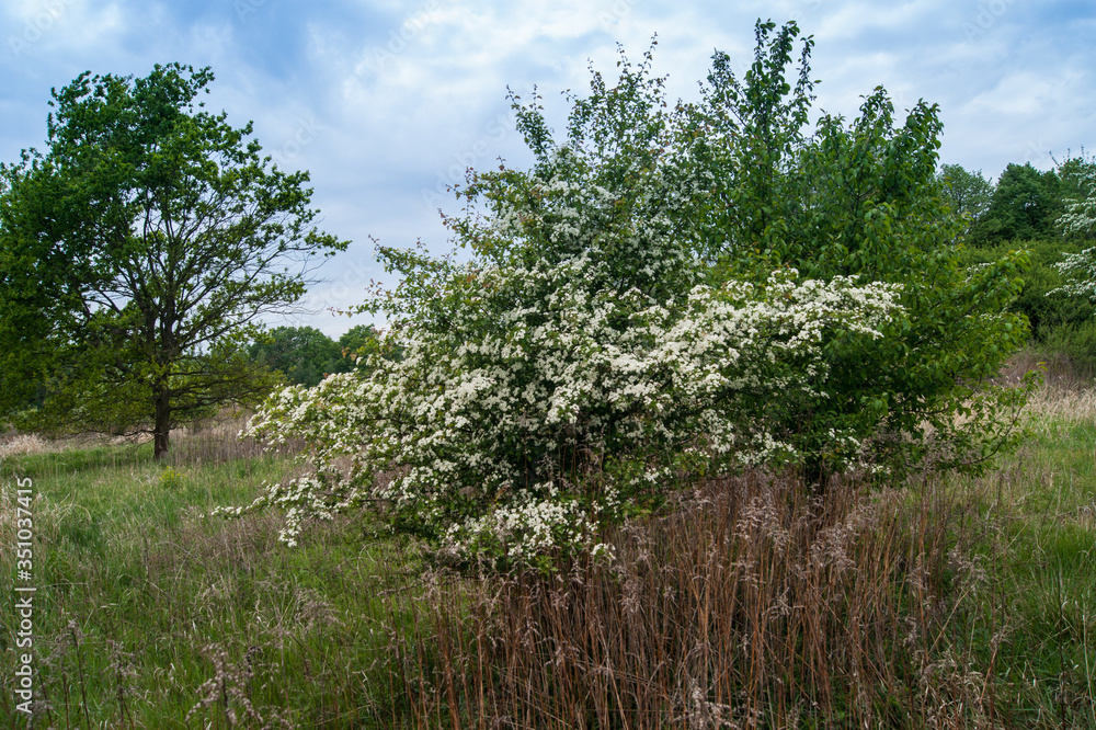 Crataegus monogyna, known as common or oneseed hawthorn Crataegus monogyna, known as common or oneseed hawthorn