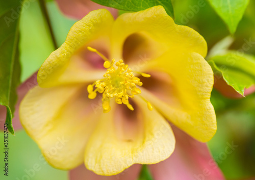 Aquilegia