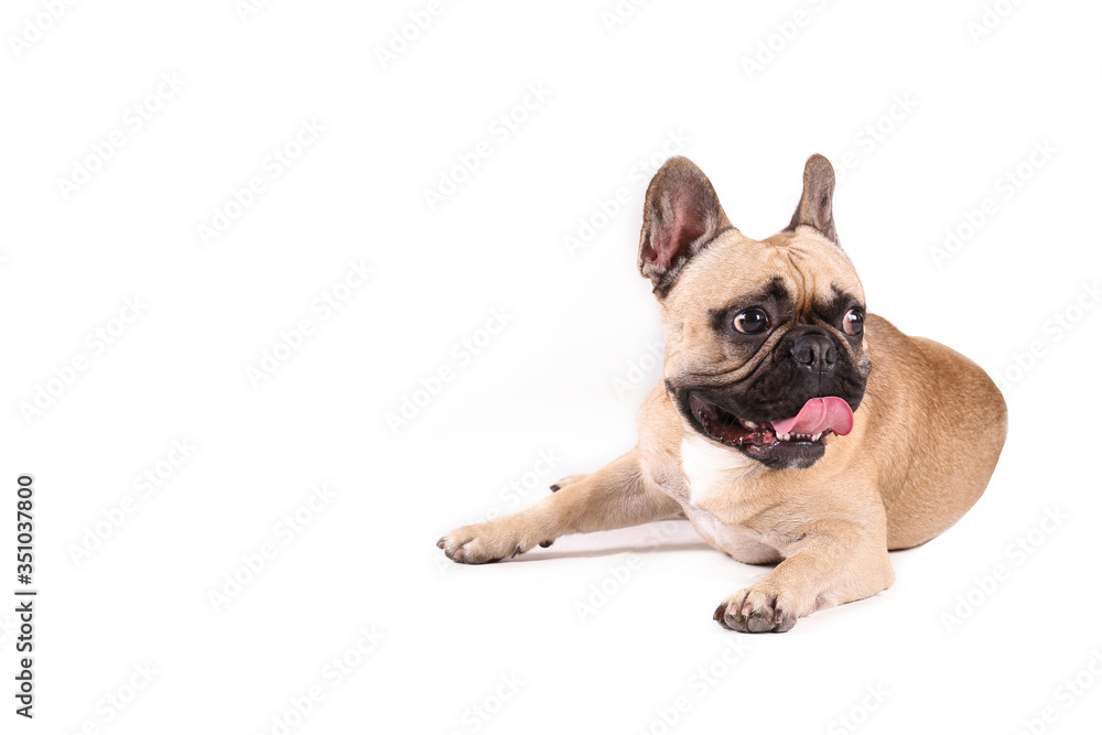 Purebred fawn french bulldog with black mask and white chest stain posing over isolated background. Studio shot of adorable small breed dog. Close up, copy space.
