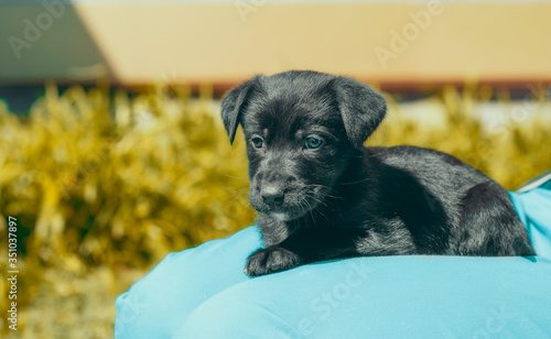 black puppy lays on the lap of a man in blue trousers photo