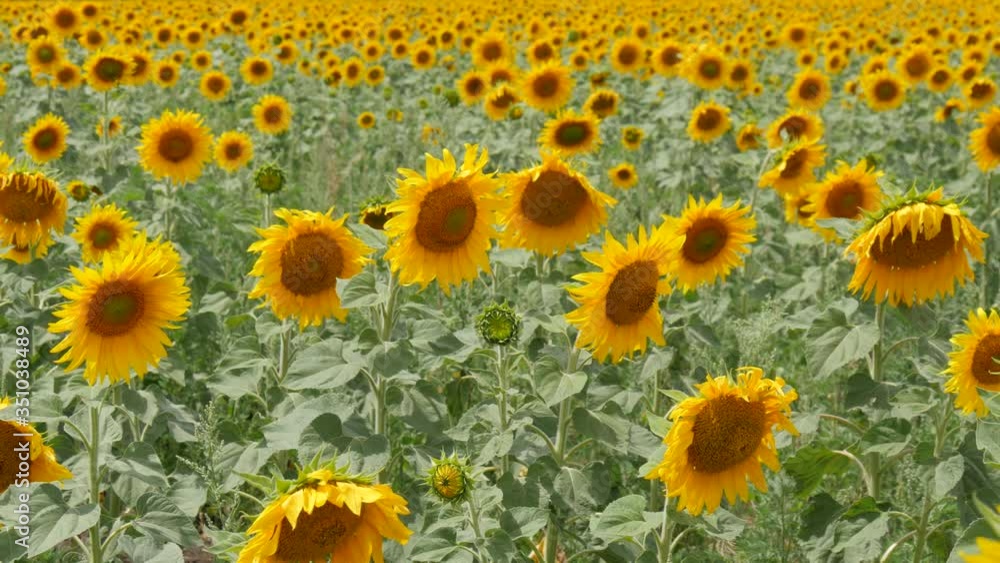 A Light Breeze Swayes the Flowers of the Blossomed Sunflowers. Rural Landscape of Sunflowers. A Light Breeze Swayes the Flowers of the Blossomed Sunflowers. Rural Landscape of Sunflowers.