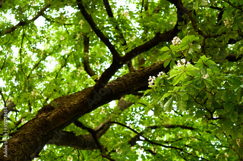 Springtime oak trees. Green spring oak leaves.