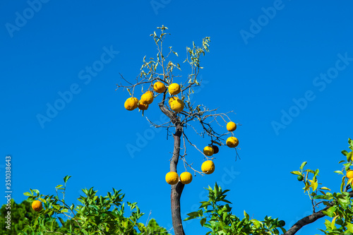 ripe orange at the orange tree photo