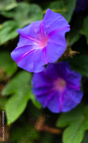 violet flower in the garden