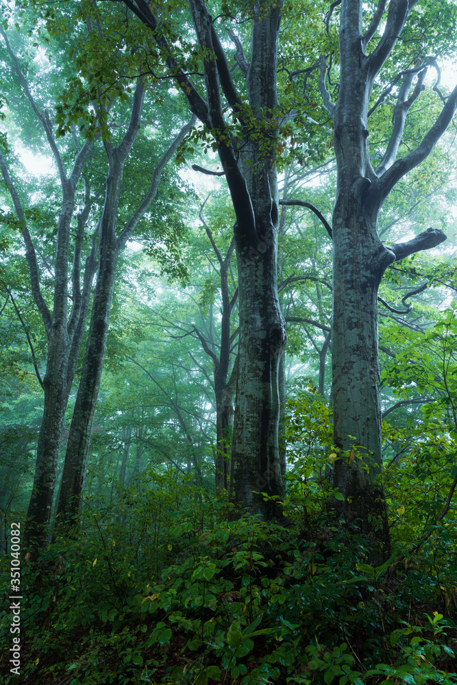 霧がかかる雨に濡れたブナ林