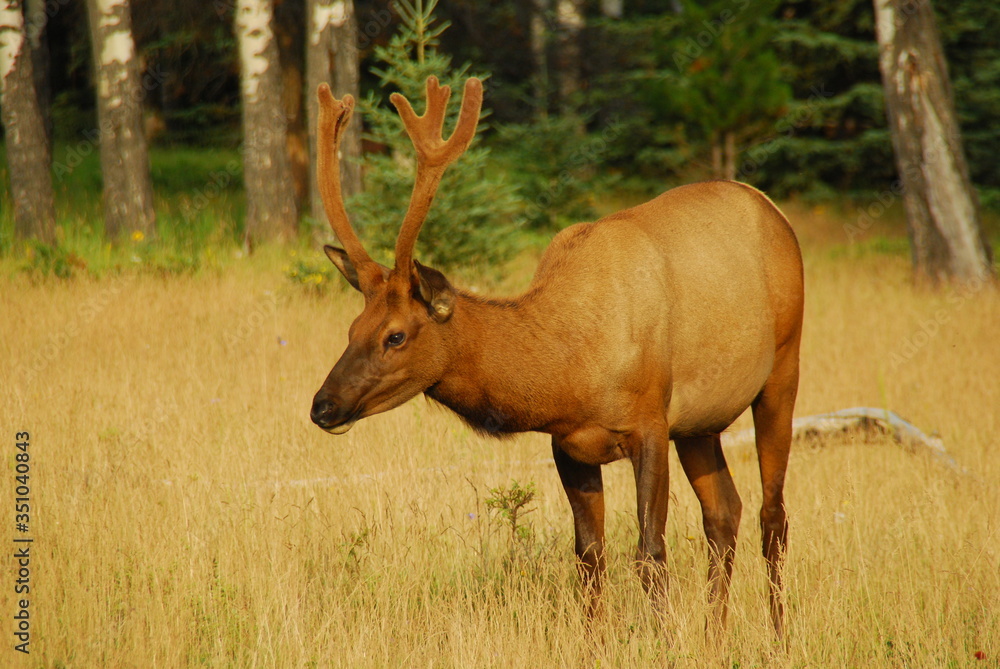 Fototapeta premium Cerf dans la prairie (Alberta, Canada)