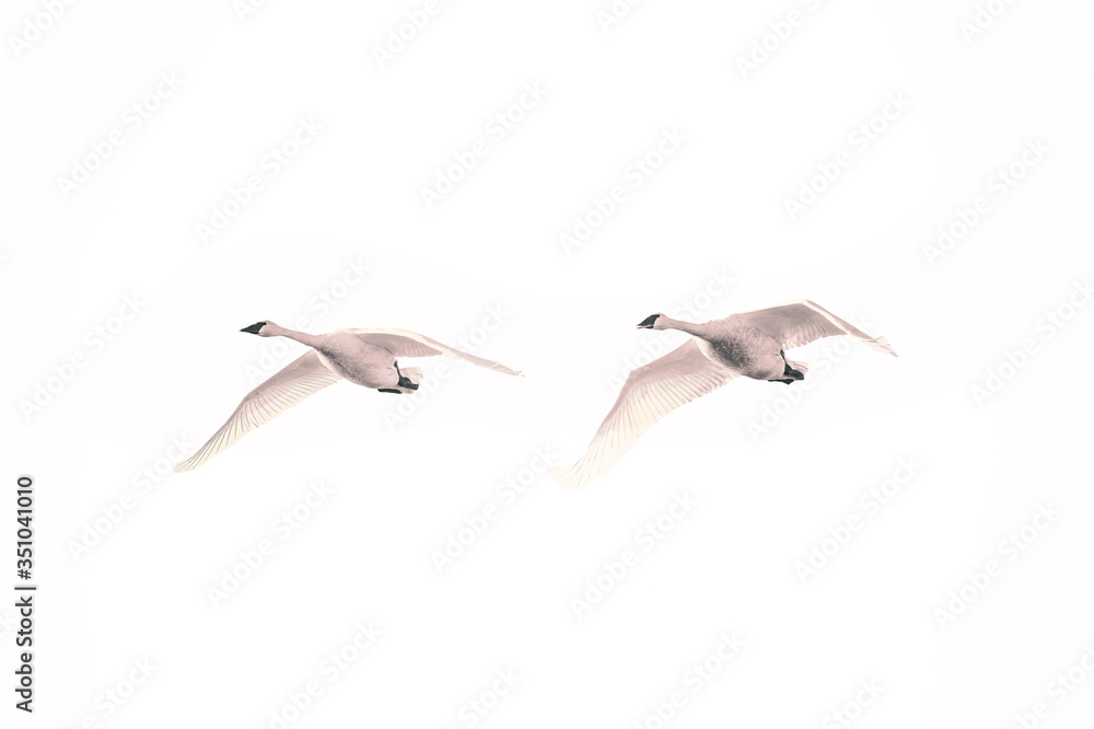 Obraz premium Trumpeter Swans, Pair, wings down