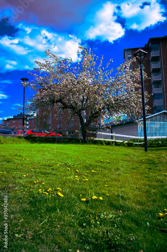 tree in the park