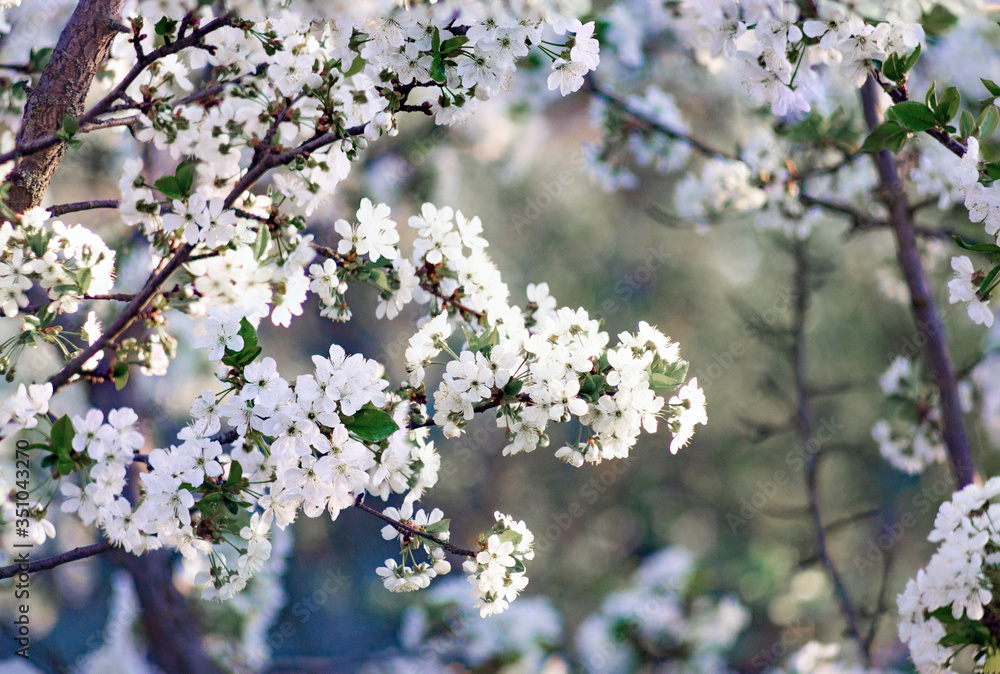 Branches of blossoming apricot macro Branches of blossoming apricot macro