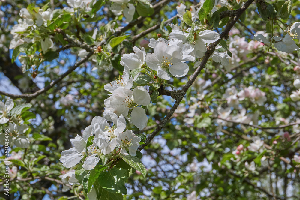 Apple trees bloom in the garden.