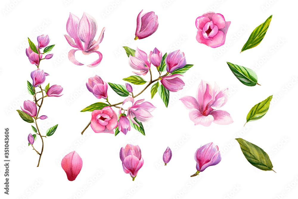Watercolor floral illustration with blooming pink magnolia flowers and branches isolated on white background. Spring or summer flowers for invitation, wedding or greeting cards.