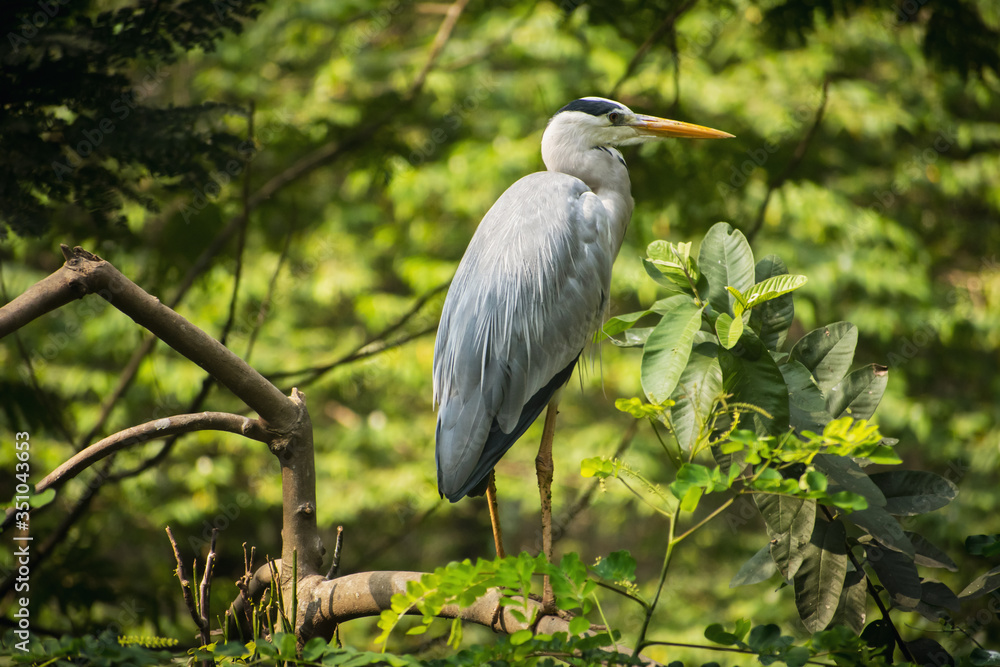 Obraz premium great blue heron