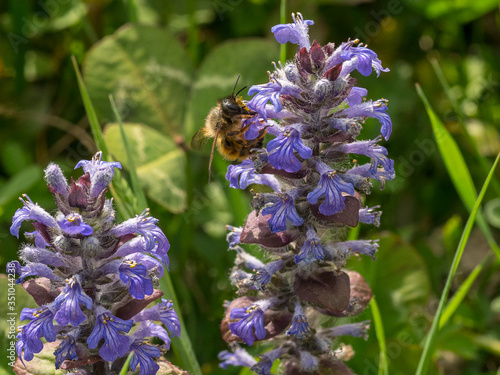 immagine ravvicinata di un'ape che raccoglie il polline photo