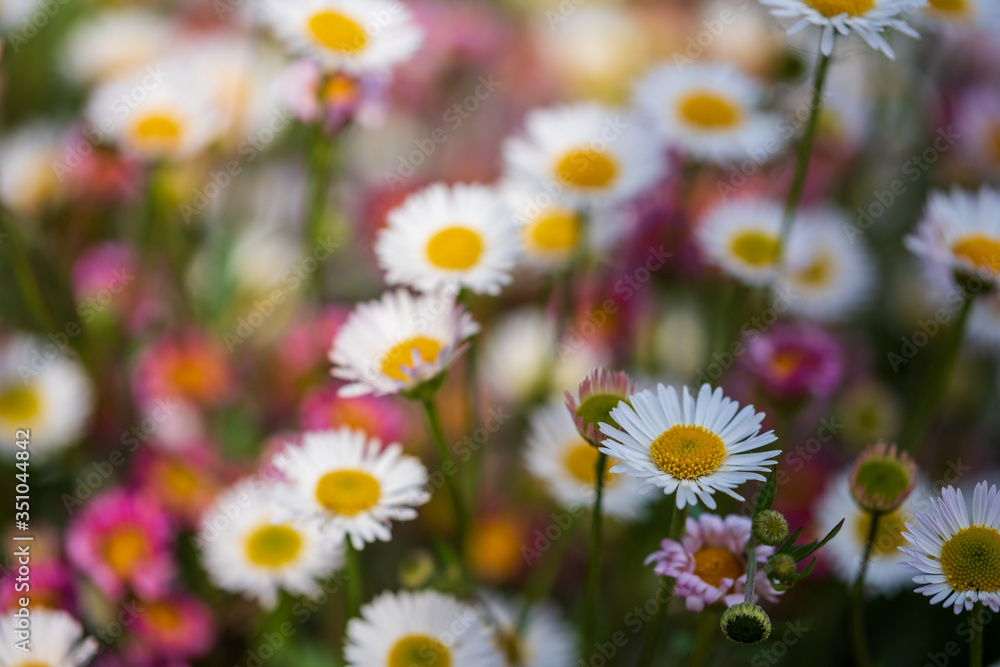 Close up of Mexican daisies, also called Cornish daisies, with white petals and yellow centres. Before they open up they are pink. The flowers attract bees and butterflies.