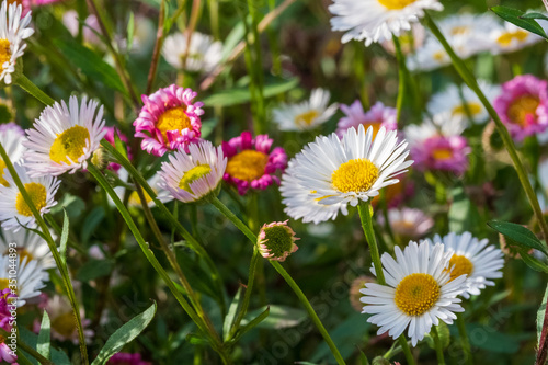 Close up of Mexican daisies, also called Cornish daisies, with white petals and yellow centres. Before they open up they are pink. The flowers attract bees and butterflies.