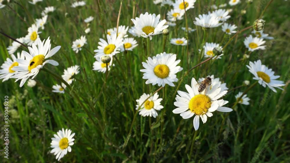 Meadow with oxeye daisys, a bee climbs around on one of the flowers Meadow with oxeye daisys, a bee climbs around on one of the flowers