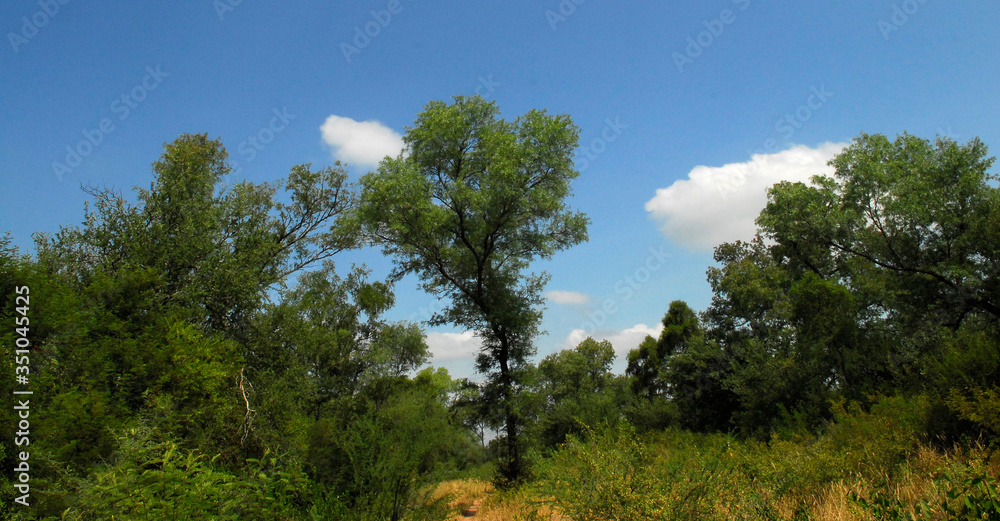 Flora Santiago del Estero