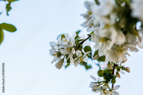 цветущая яблыня в городе,blooming apple tree in the city,