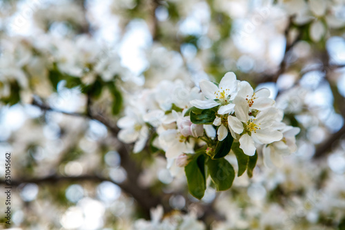 цветущая яблыня в городе,blooming apple tree in the city,