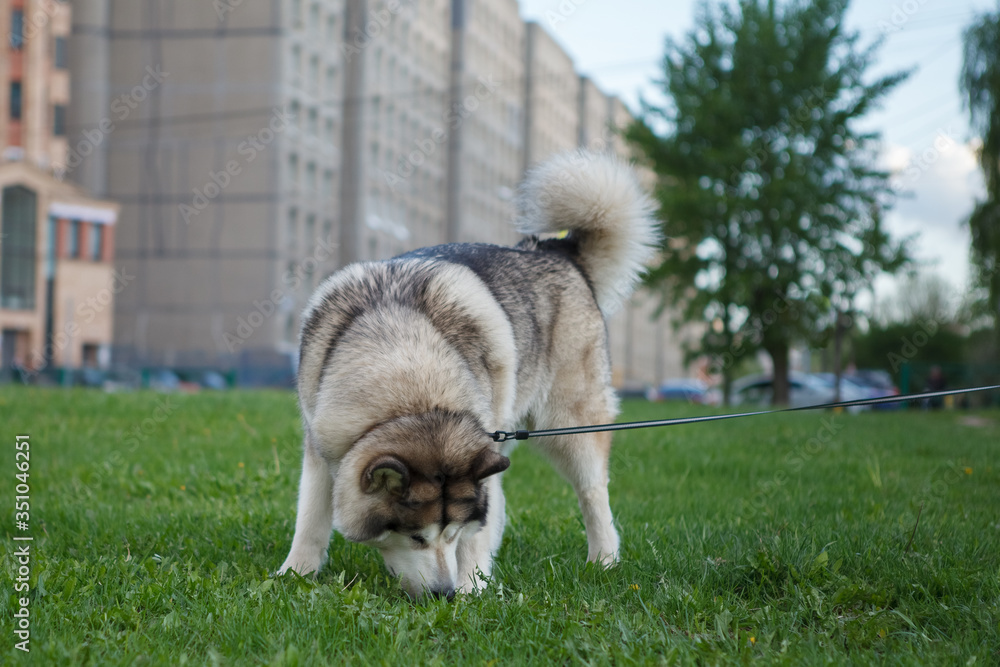 Obraz premium собака,dog,dog, husky, animal, pet, siberian, canine, malamute, fur, puppy, white, wolf, breed, cute, alaskan, grass, pets, animals, portrait, mammal, nature, domestic, young, dogs, outdoors, pedigree