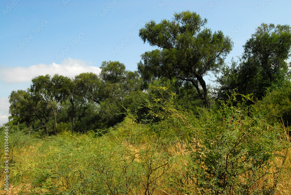 Flora Santiago del Estero