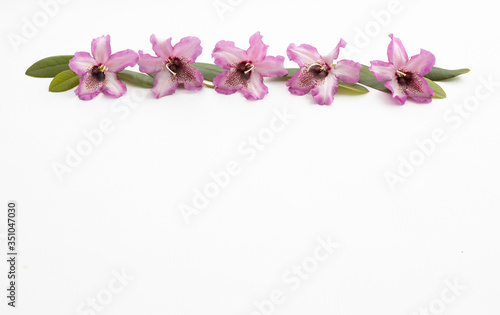 Pink rhododendron flowers isolated on white background