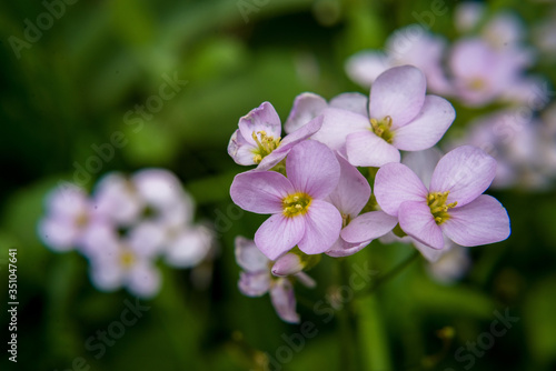 macro flower nature plant lilac