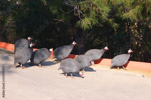 Helmeted Guineefowl birds or Guinea fowl go along the road, Numida meleagris photo