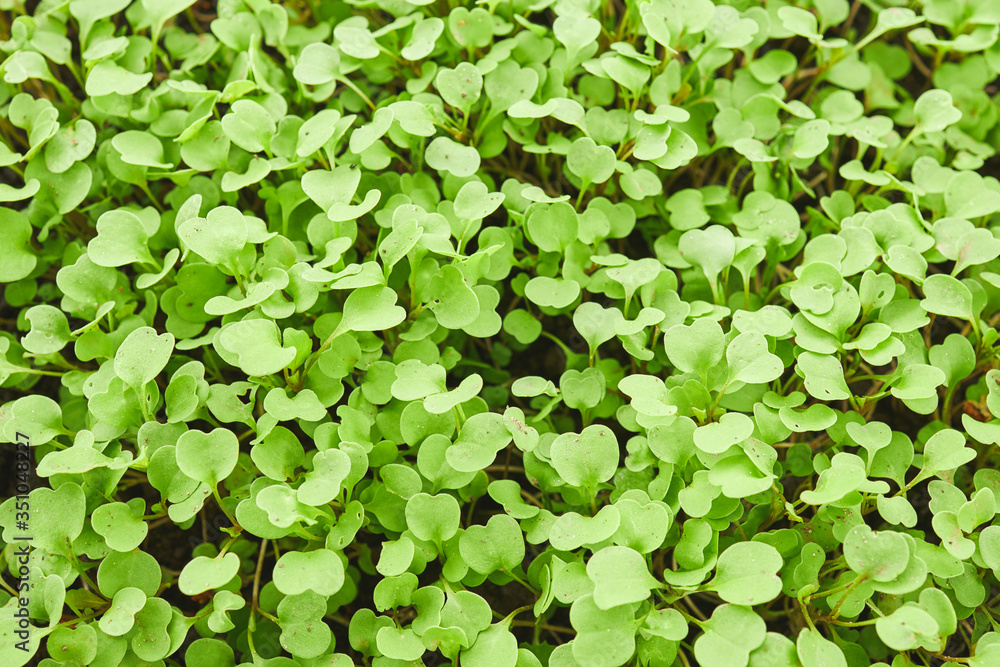 full frame of a young cabbage seedling. vegetable farming concept. full frame of a young cabbage seedling. vegetable farming concept.
