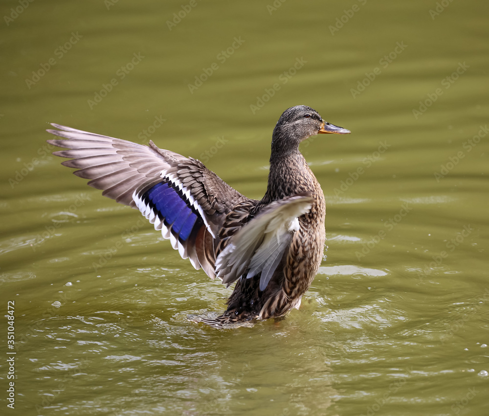 Female Mallard Duck With Outstretched Wings. Female Mallard Duck With Outstretched Wings.