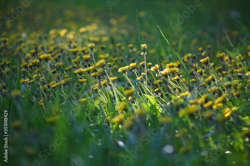 мать и мачеха,mother and stepmother,