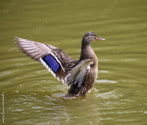Female Mallard Duck With Outstretched Wings.