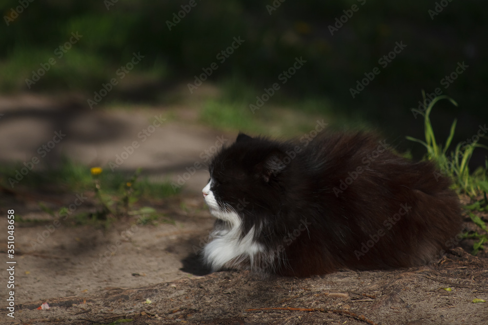 уличная кошка,street cat,