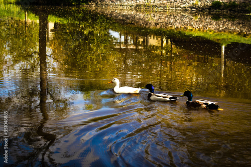 ducks on the lake