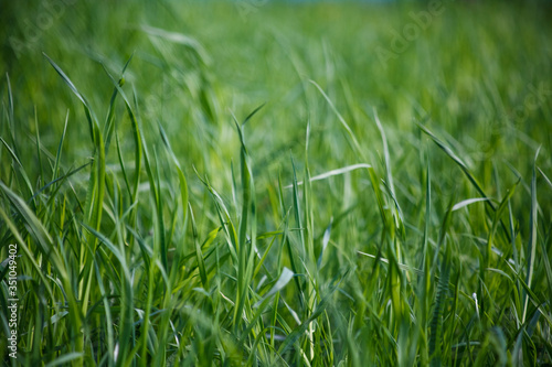 зелёная трава,green grass,