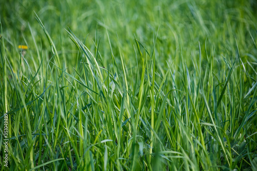 зелёная трава,green grass,