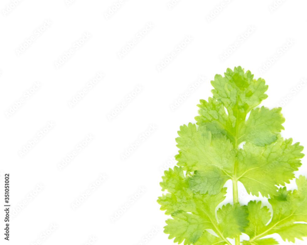 Fototapeta premium Flat lay of fresh green coriander leaves isolated on white background, Top view and soft focus 