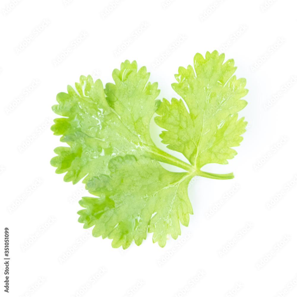 Fototapeta premium Flat lay of fresh green coriander leaves isolated on white background, Top view and soft focus 