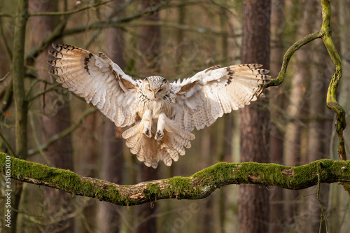 Siberian eagle owl touch down to the tree branch.